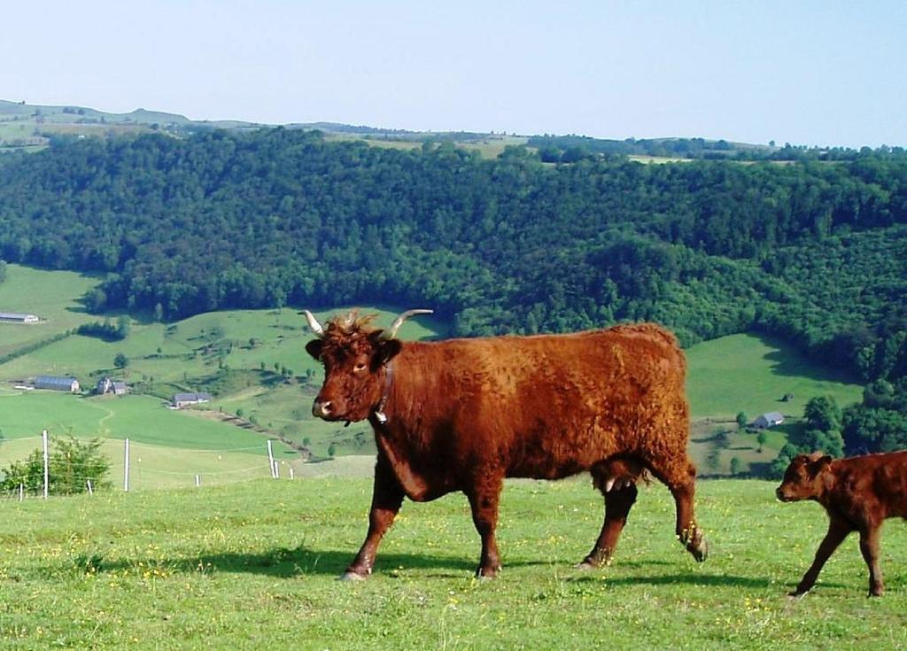 Domaine De La Chaux De Revel Konuk evi Saint-Martin-Valmeroux Dış mekan fotoğraf